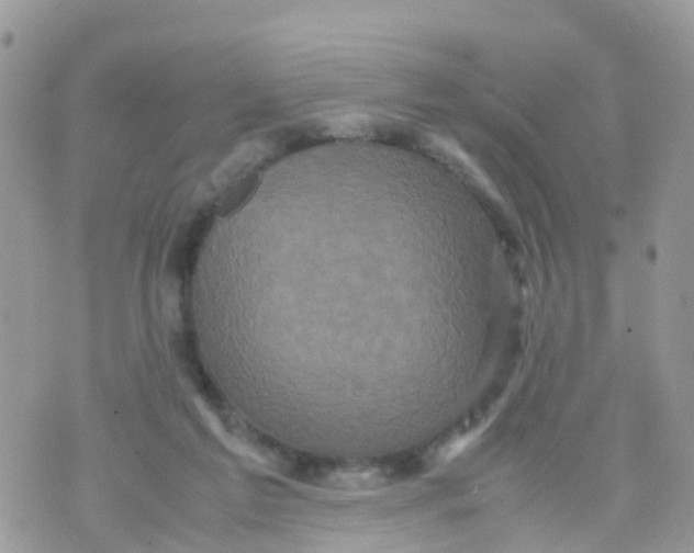 X0000070390213200606301954