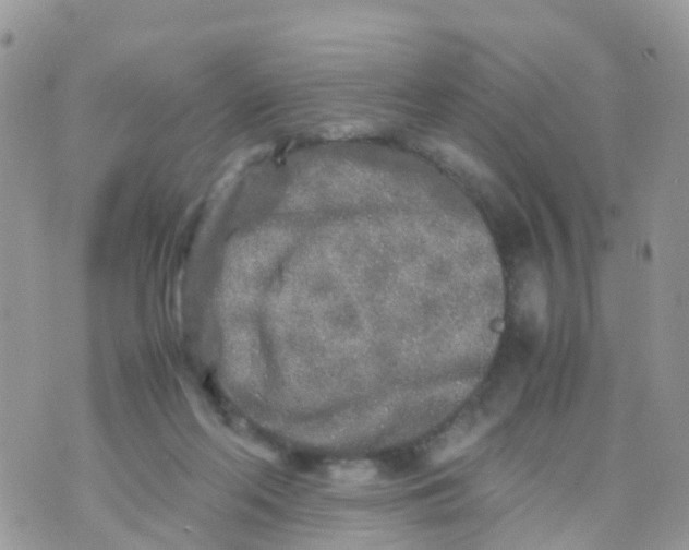 X0000070390214200606301954