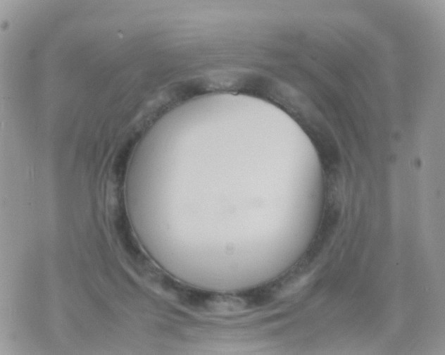 X0000070390215200606301954