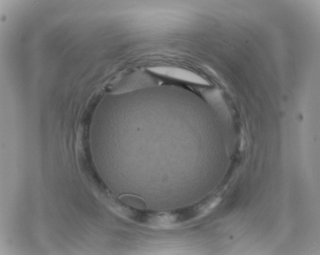 X0000070390217200606301954