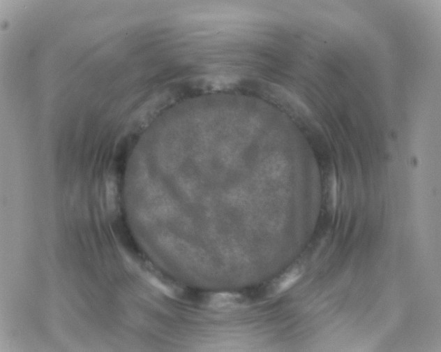 X0000070390222200606301954