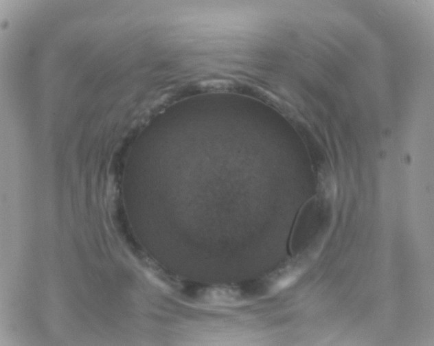 X0000070390223200606301954