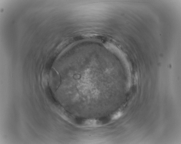 X0000070390227200606301954