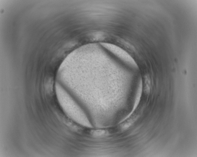 X0000070390230200606301954