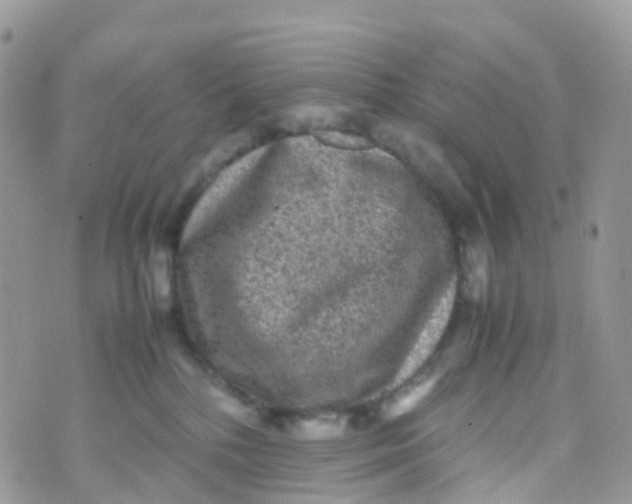 X0000070390232200606301954