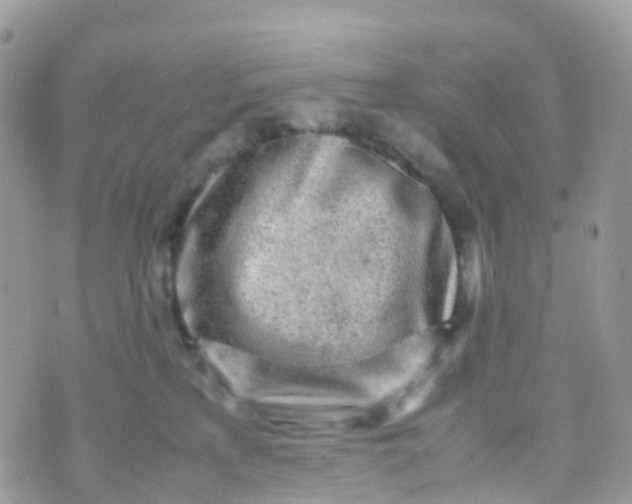 X0000070390233200606301954