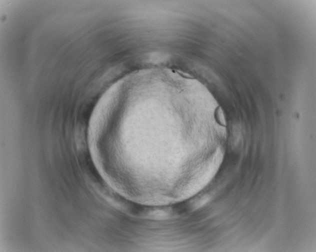 X0000070390236200606301954