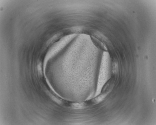 X0000070390238200606301954