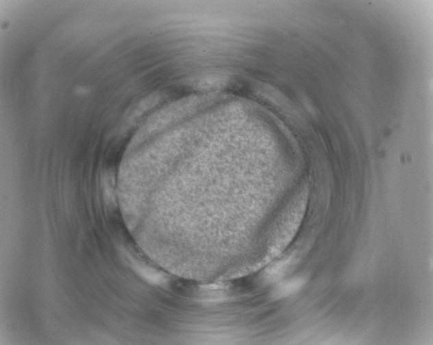 X0000070390240200606301954