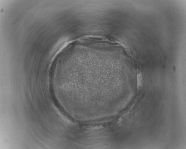 X0000070390243200606301953