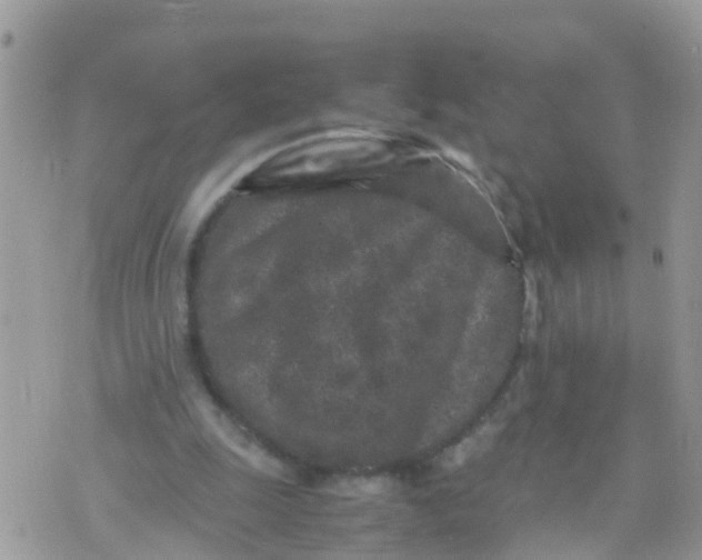 X0000070390247200606301953