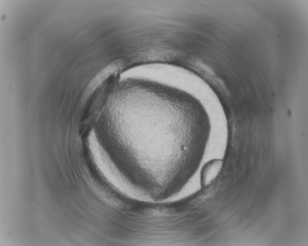 X0000070390250200606301953