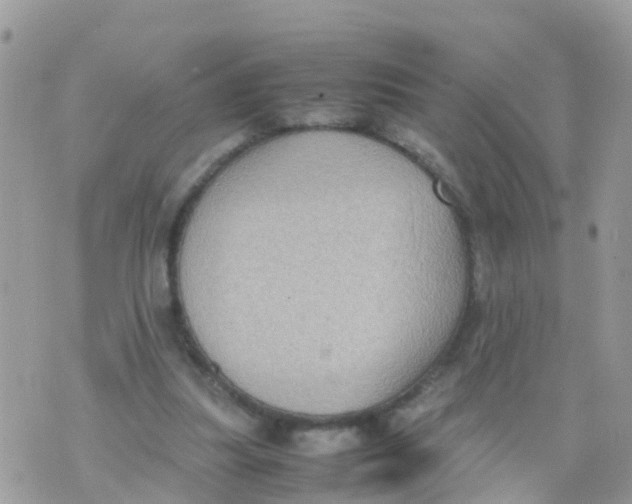 X0000070390251200606301953