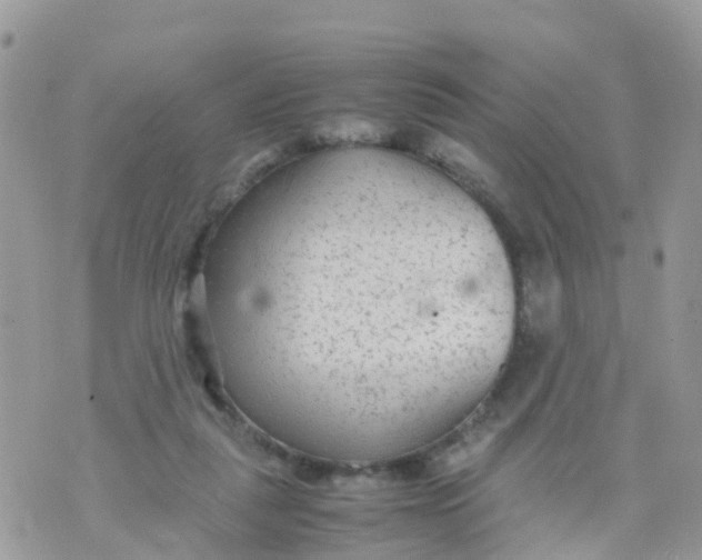 X0000070390259200606301953