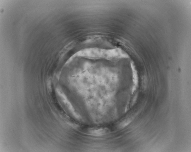 X0000070390267200606301954