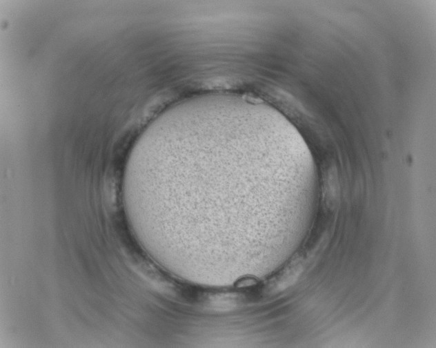 X0000070390268200606301954