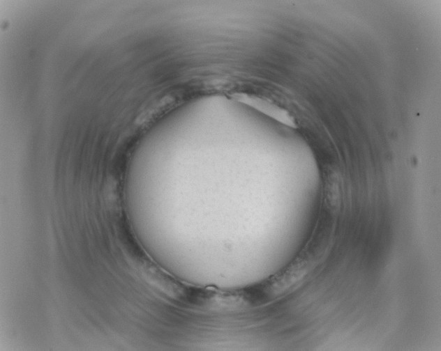 X0000070390270200606301954