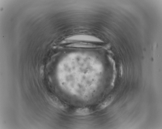 X0000070390271200606301954