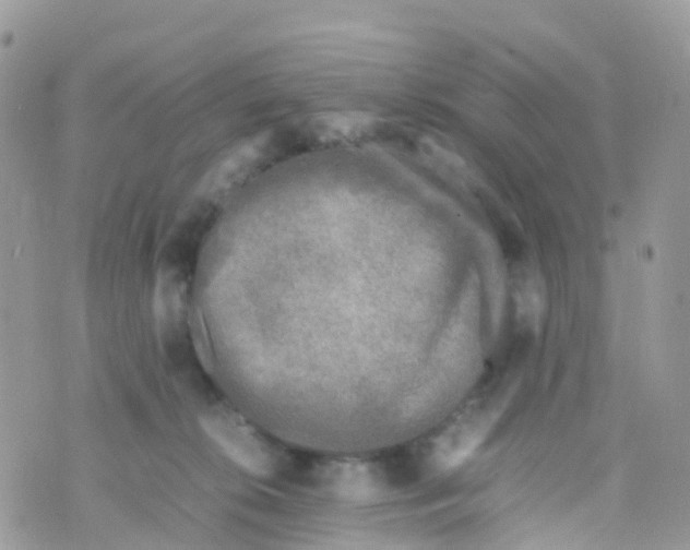 X0000070390276200606301954