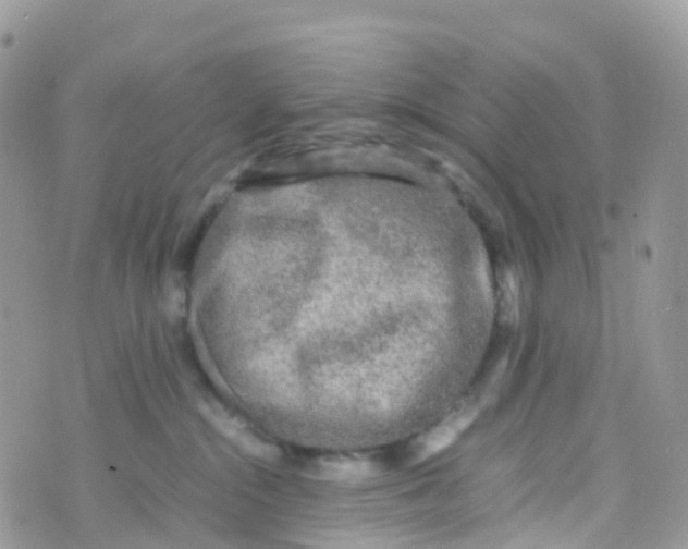 X0000070390284200606301954