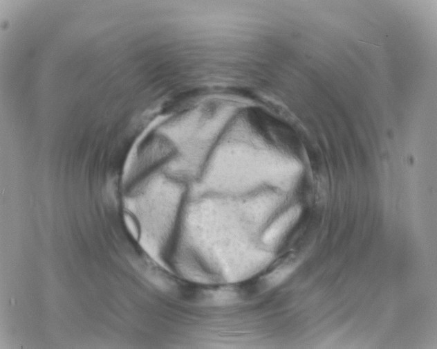 X0000070390286200606301954