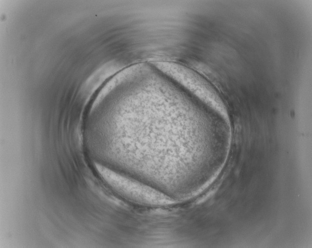 X0000070390290200606301953