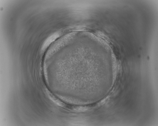 X0000070390293200606301953