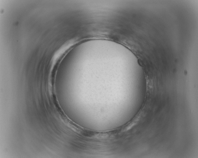 X0000070390294200606301953