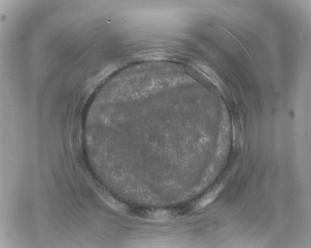 X0000070390301200606301953