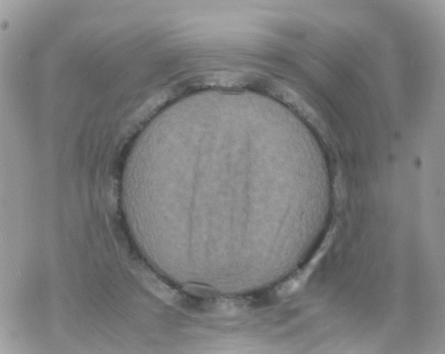 X0000070390305200606301953