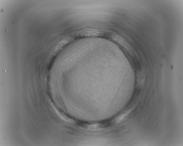 X0000070390309200606301953