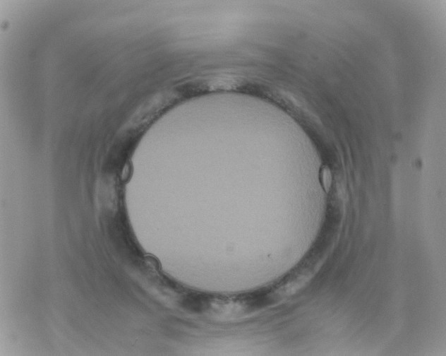 X0000070390311200606301953