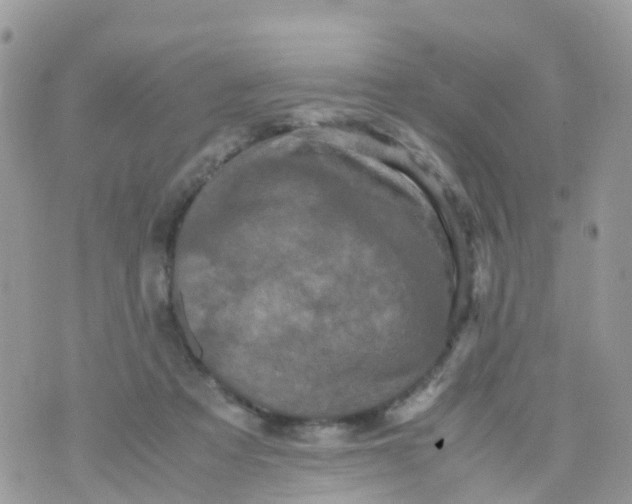 X0000070390313200606301953