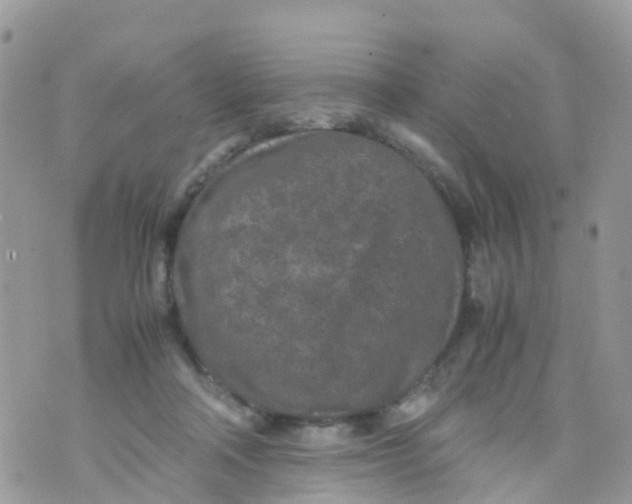 X0000070390314200606301953