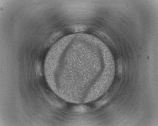 X0000070390316200606301953