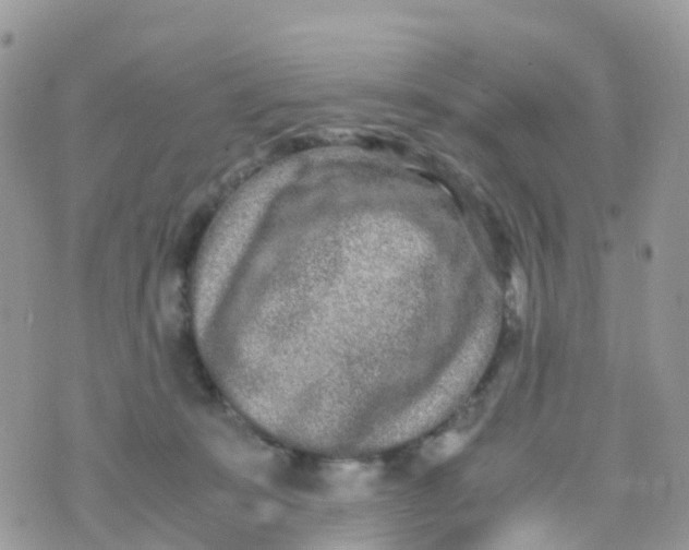 X0000070390319200606301953