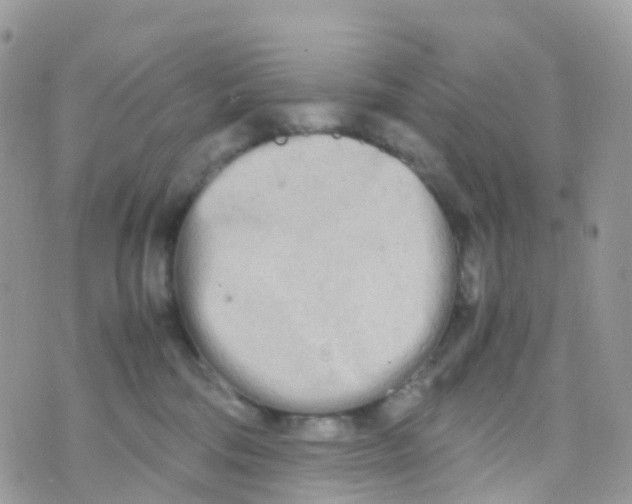 X0000070390330200606301952