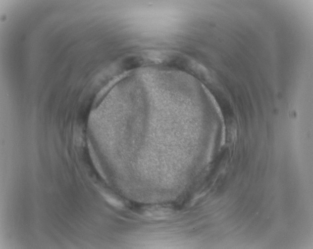 X0000070390331200606301952