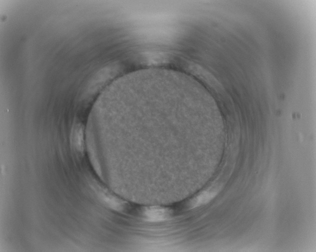 X0000070390336200606301952