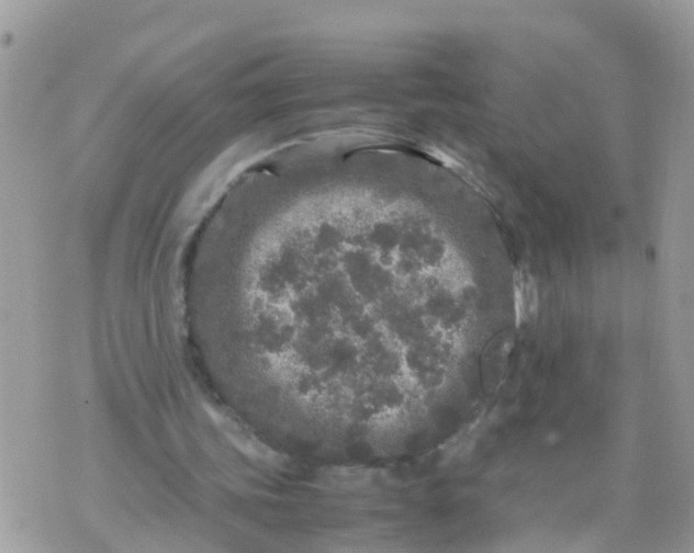 X0000070390339200606301952