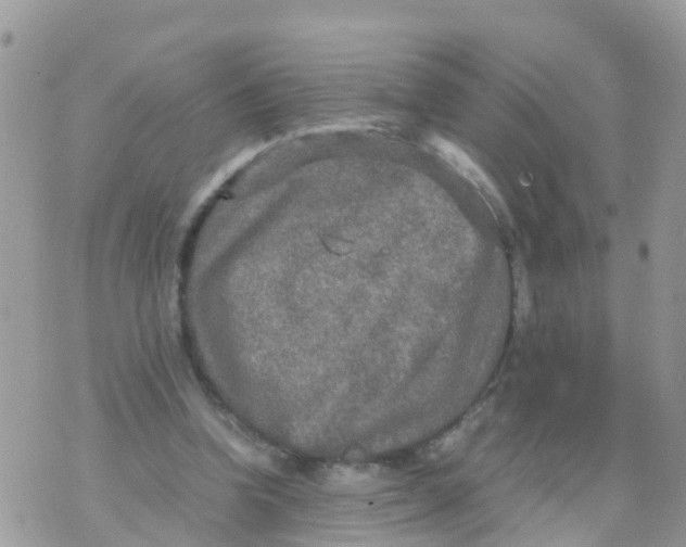 X0000070390346200606301952