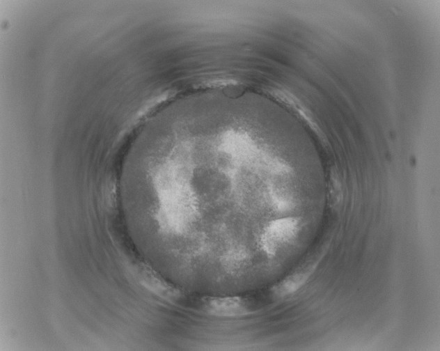 X0000070390355200606301952