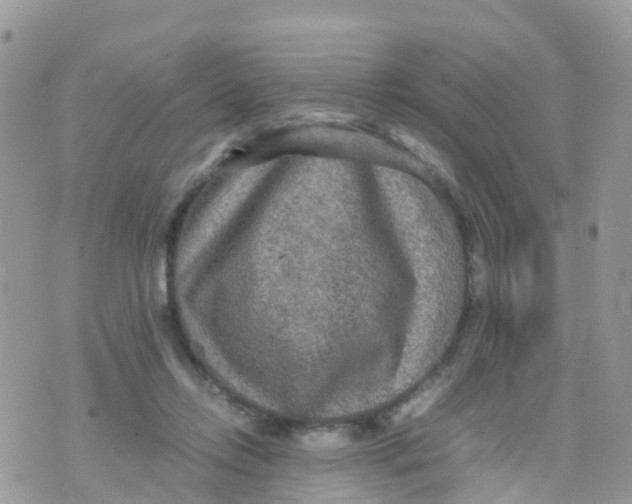 X0000070390358200606301952