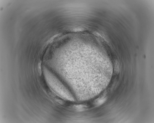 X0000070390360200606301952