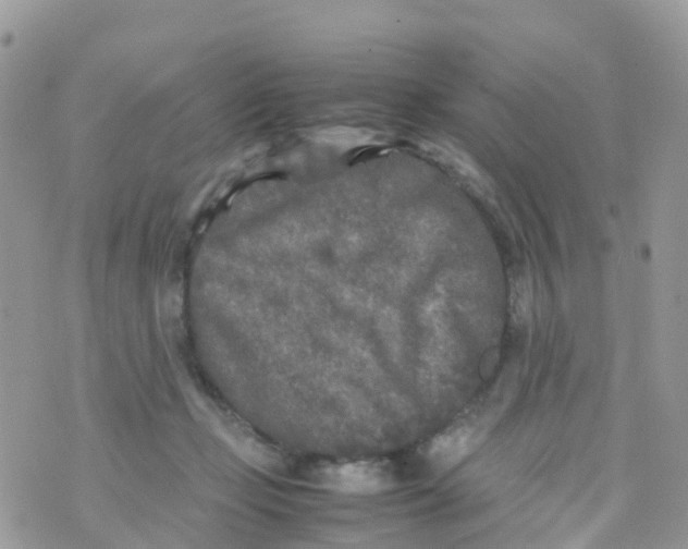 X0000070390365200606301952