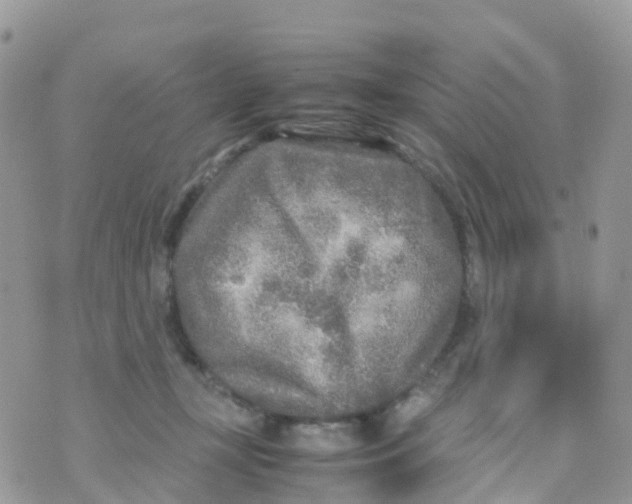 X0000070390367200606301952