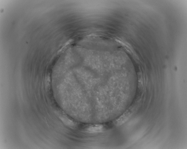 X0000070390369200606301952