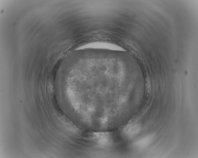 X0000070390371200606301952