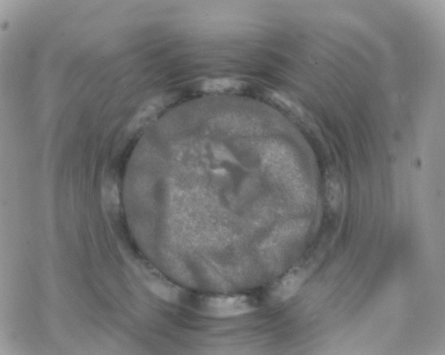 X0000070390375200606301952