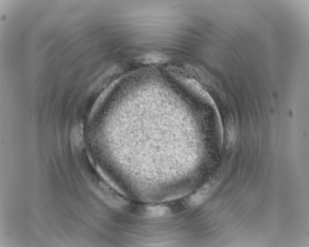 X0000070390376200606301952